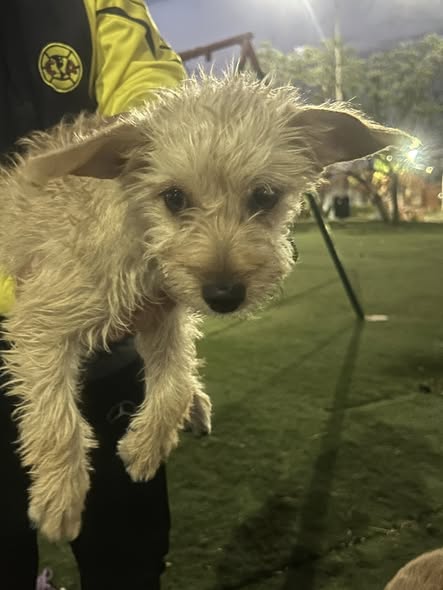 Foto del avistamiento de perro