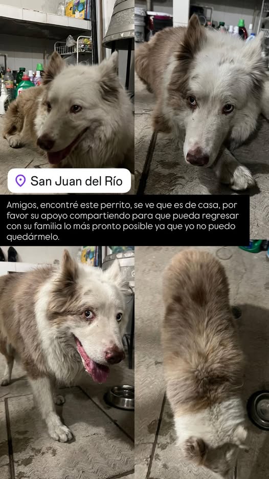 Foto del avistamiento de perro