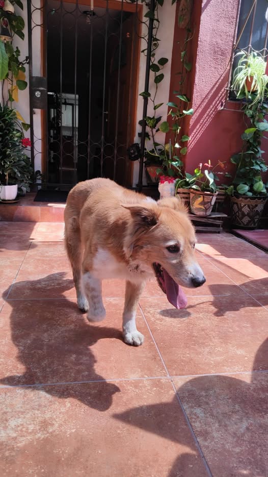 Dog sighting photo