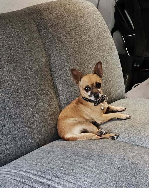 Foto del avistamiento de perro