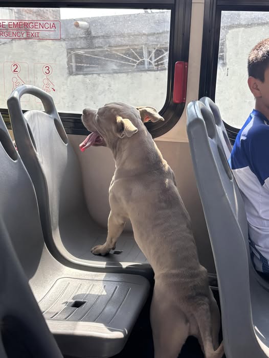 Dog sighting