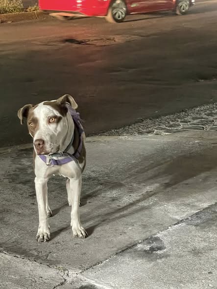 Dog sighting