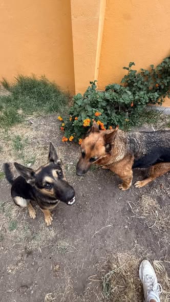 Dog sighting photo