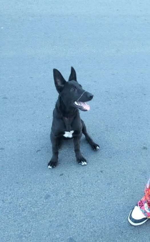 Dog sighting