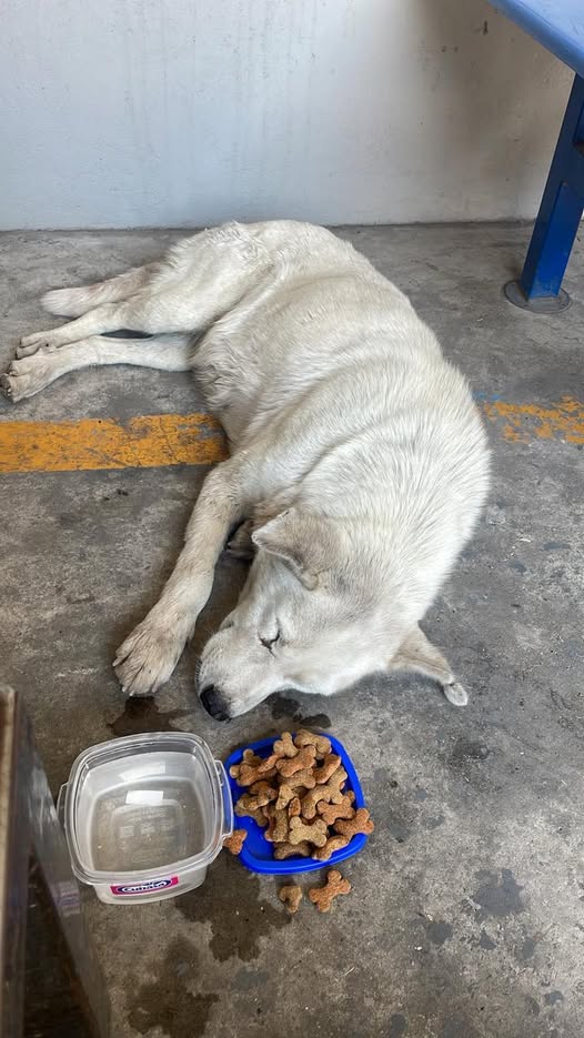 Foto del avistamiento de perro