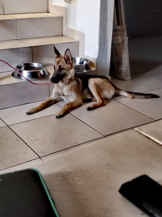 Foto del avistamiento de perro