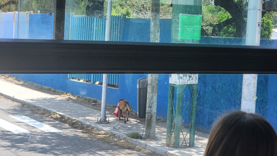 Foto del avistamiento de perro