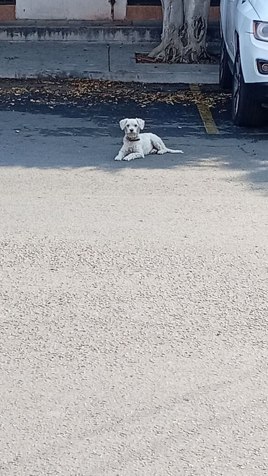 Dog sighting photo