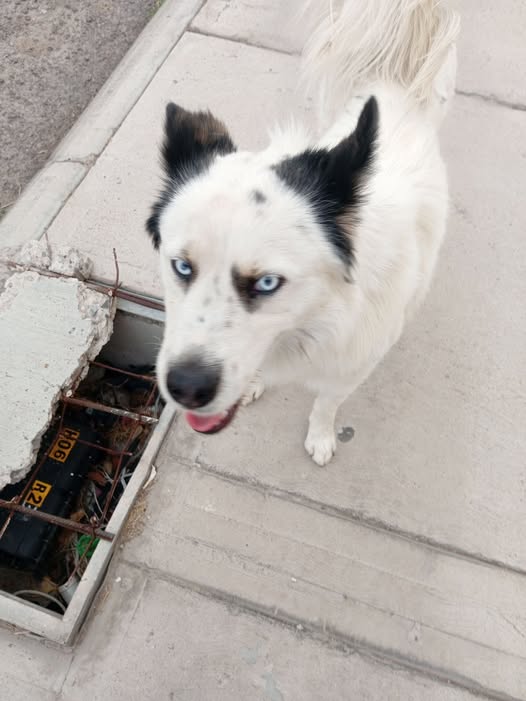 Dog sighting photo