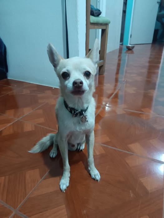 Foto del avistamiento de perro