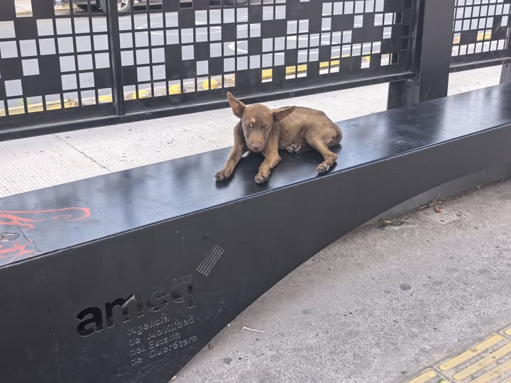 Foto del avistamiento de perro
