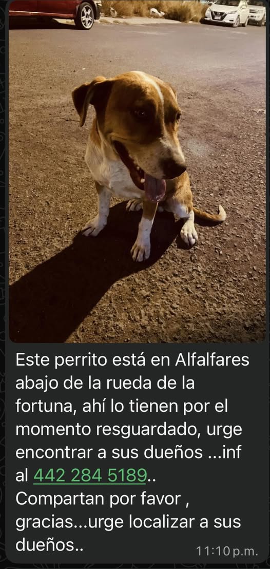 Foto del avistamiento de perro