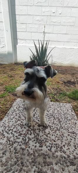 Dog sighting photo