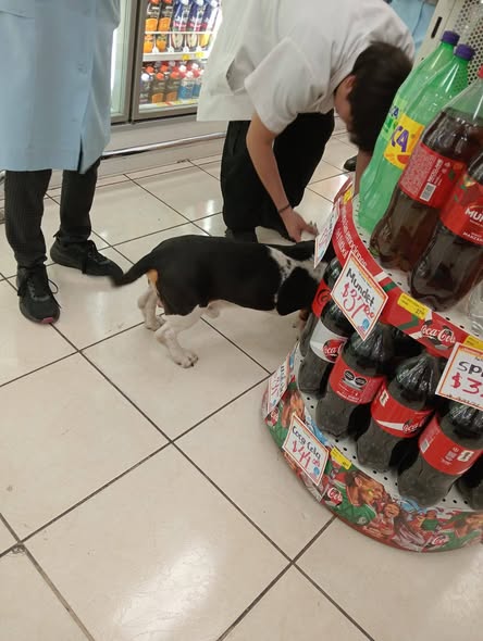 Foto del avistamiento de perro