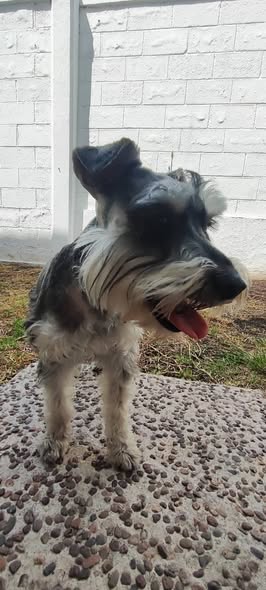 Dog sighting photo