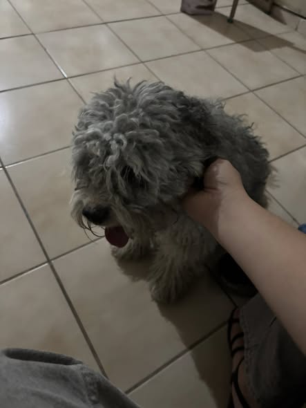 Dog sighting photo