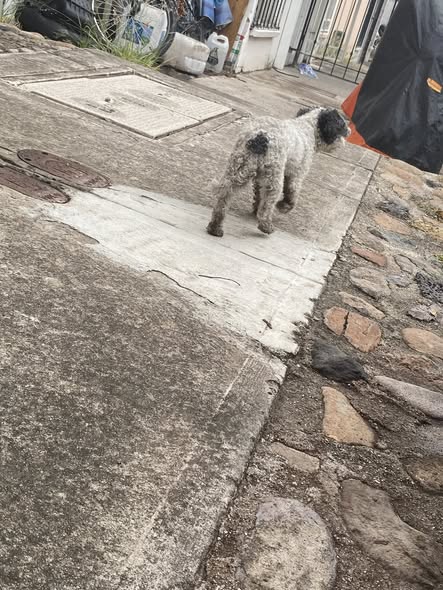 Foto del avistamiento de perro