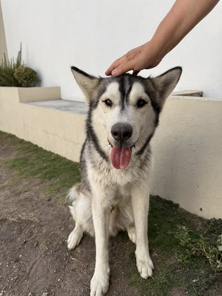 Foto del avistamiento de perro