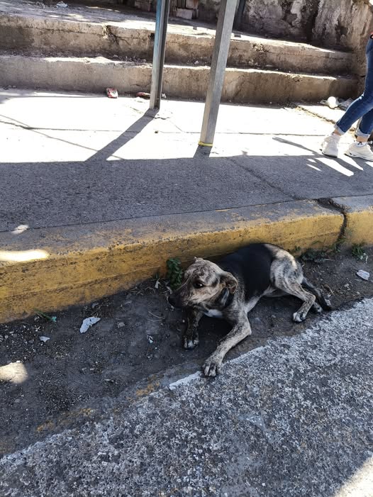Dog sighting photo