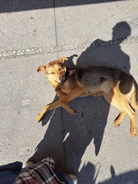 Dog sighting photo