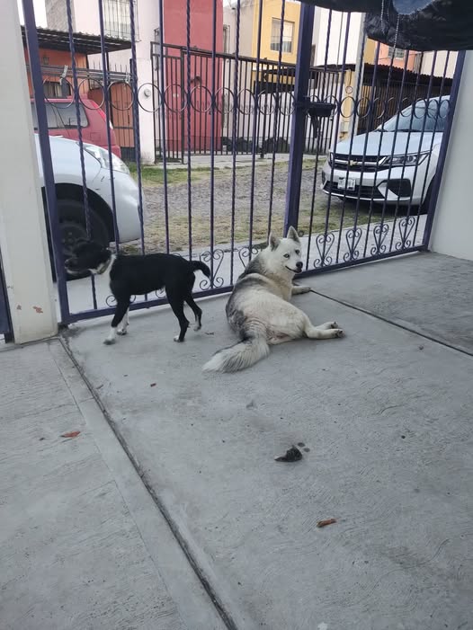 Foto del avistamiento de perro