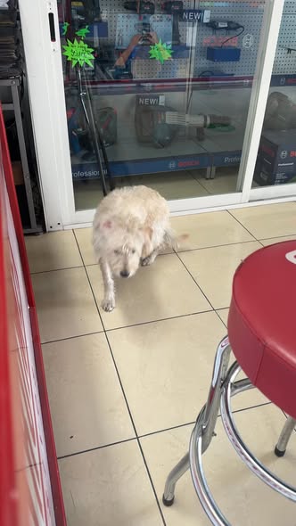 Dog sighting photo