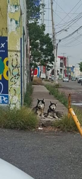 Foto del avistamiento de perro