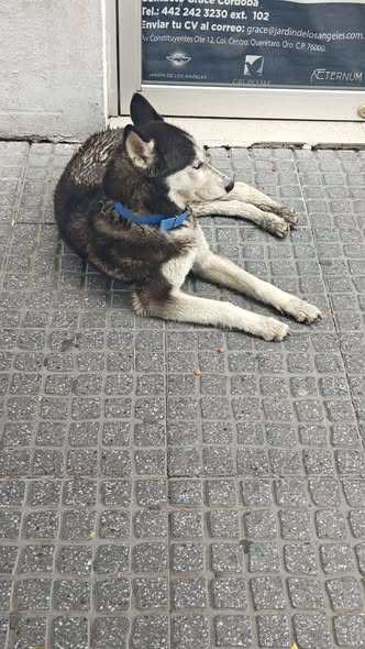 Foto del avistamiento de perro