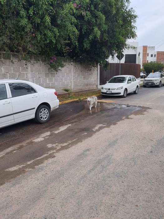 Dog sighting photo
