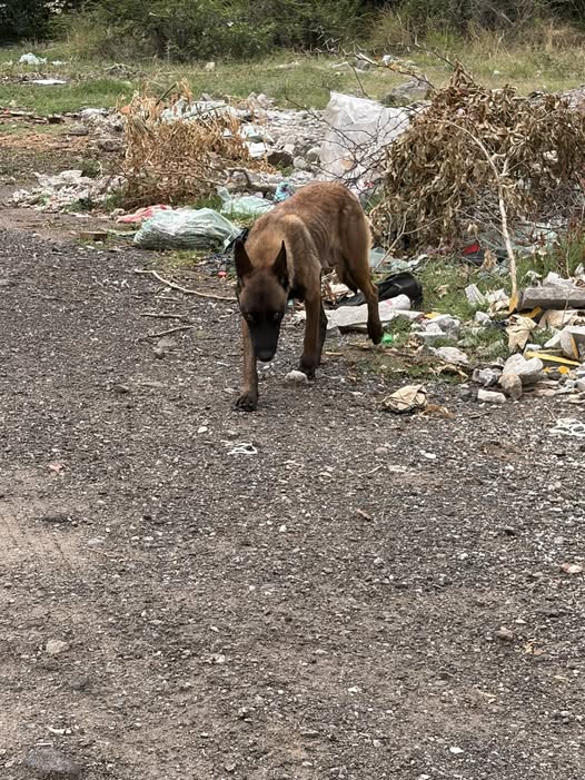 Foto del avistamiento de perro
