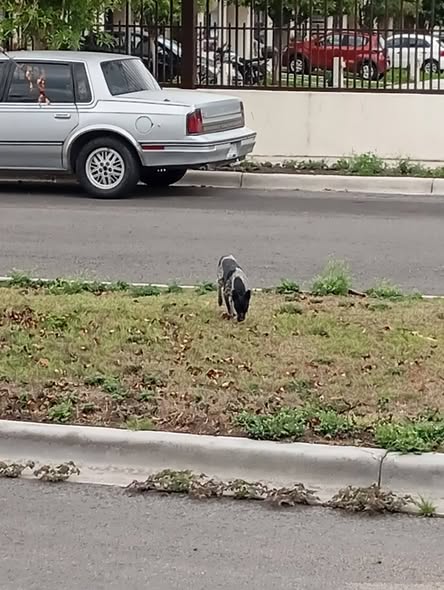 Dog sighting photo