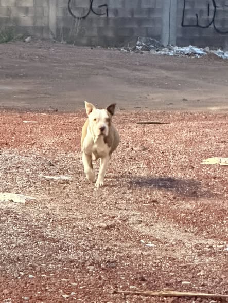 Dog sighting photo