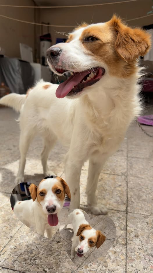 Foto del avistamiento de perro