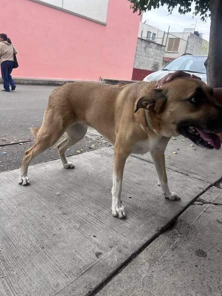 Dog sighting photo