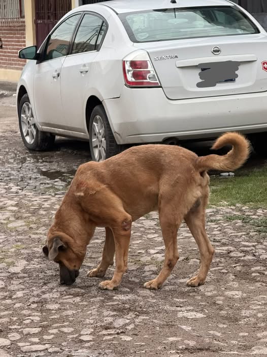 Foto del avistamiento de perro