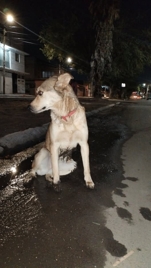 Dog sighting photo