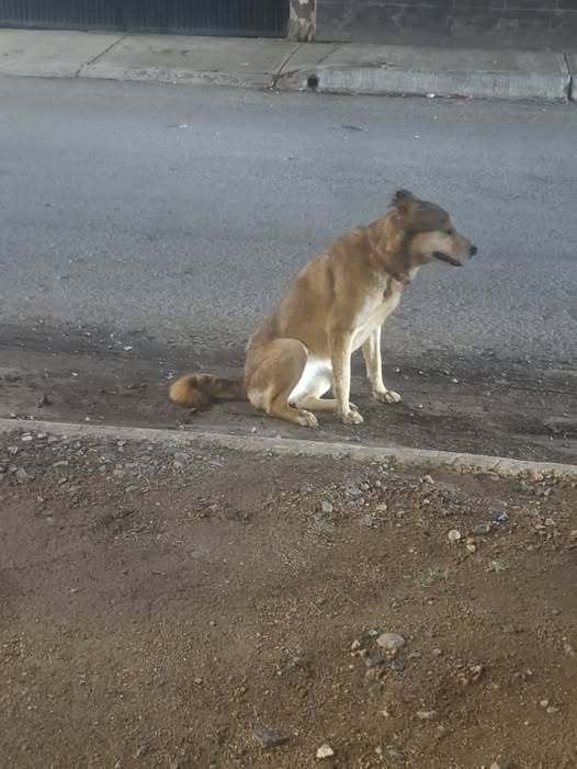 Foto del avistamiento de perro