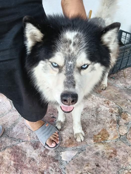 Dog sighting photo