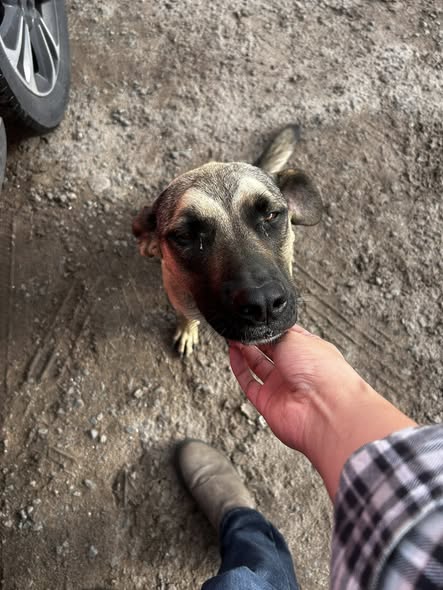 Foto del avistamiento de perro
