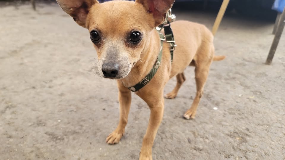 Dog sighting photo