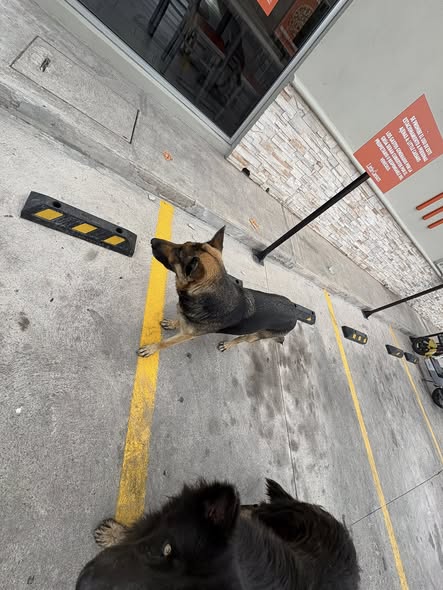 Dog sighting photo