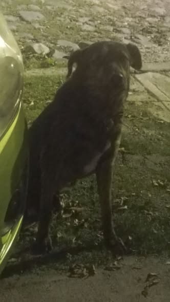 Foto del avistamiento de perro
