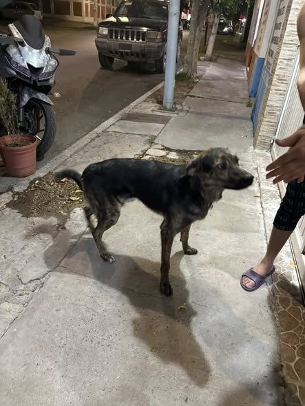 Dog sighting photo