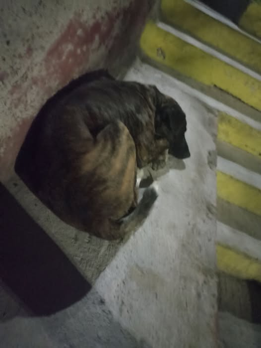 Foto del avistamiento de perro
