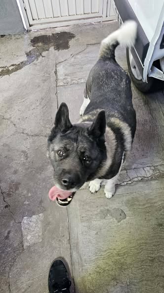 Dog sighting photo