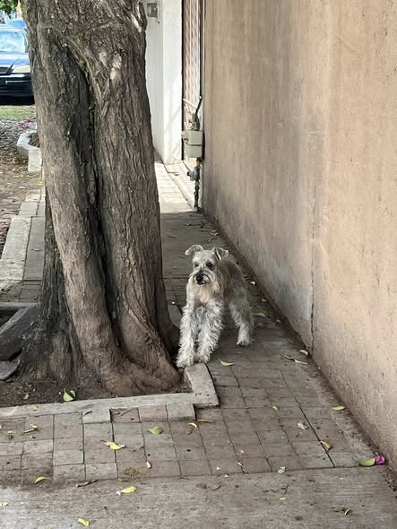Foto del avistamiento de perro