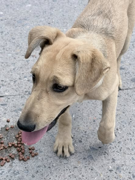 Foto del avistamiento de perro