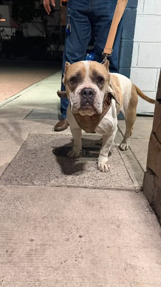 Dog sighting photo