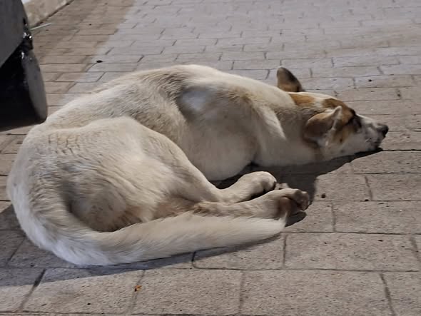 Foto del avistamiento de perro