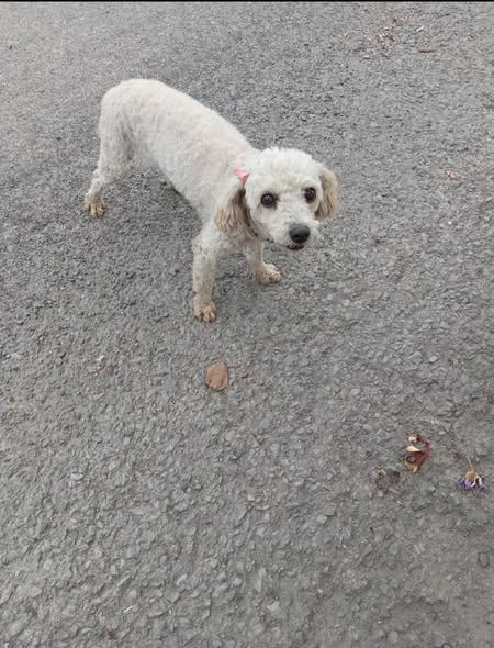 Dog sighting photo